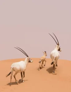 UAE Global Powerhouse