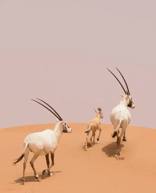 How the UAE Is Becoming a Global Investment Powerhouse